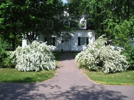 1105 birch 1900x1422