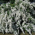 birch spring